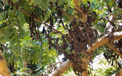 IRFAP requests the registration of the carob variety ‘Granja’ in the Register of Commercial Varieties