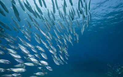 The Spanish fleet will see its fishing possibilities in the Northwest Atlantic increased