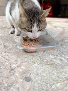 El gatiperro Mixu, busca su 1er hogar. ¿Eres tú, su persona? 1 WhatsApp Image 2024 02 17 at 15.43.44 1 min