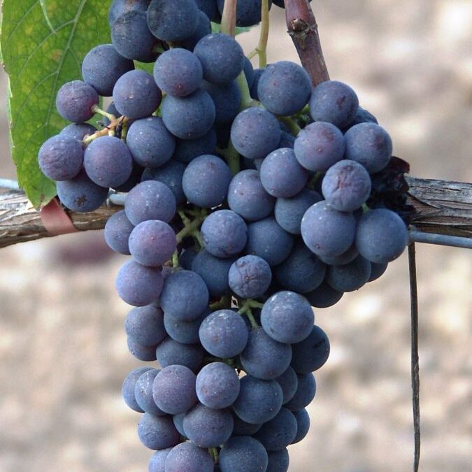 La Giró negro, nueva variedad de viña autorizada para plantación en las Illes Balears