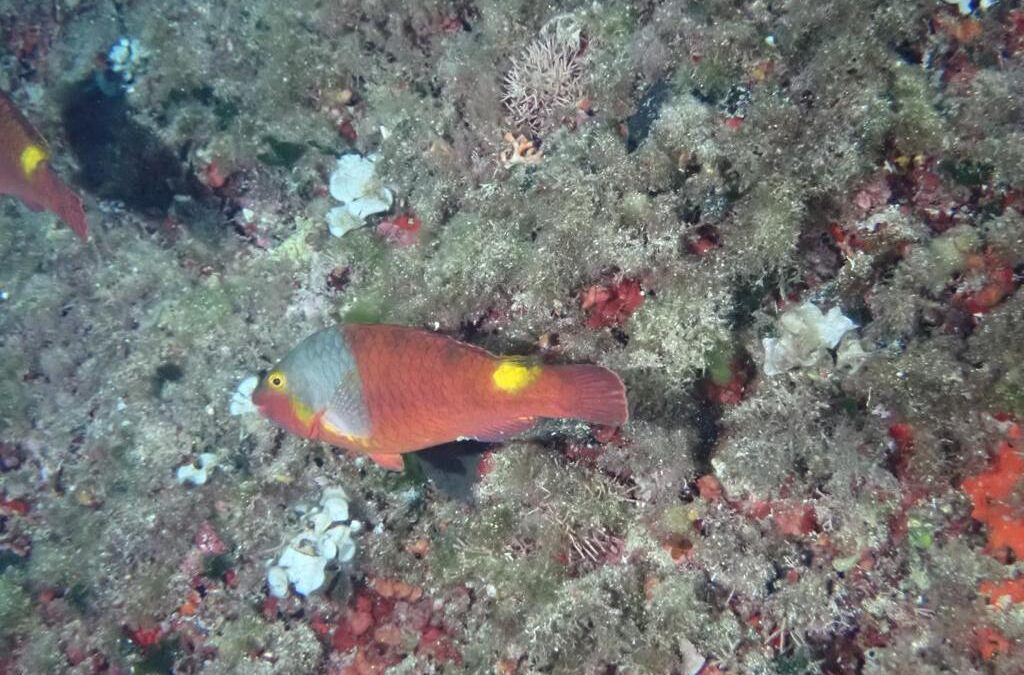 El registro de datos de peces raros (DAPERA) recibe más de 50 aportaciones durante el 2022