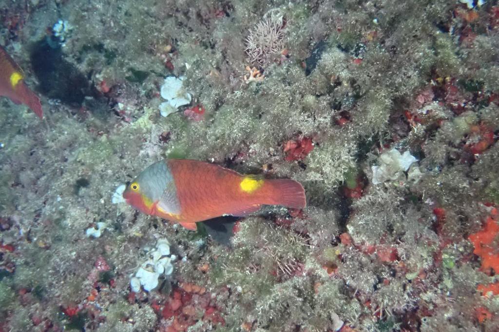 El registro de datos de peces raros (DAPERA) recibe más de 50 aportaciones durante el 2022