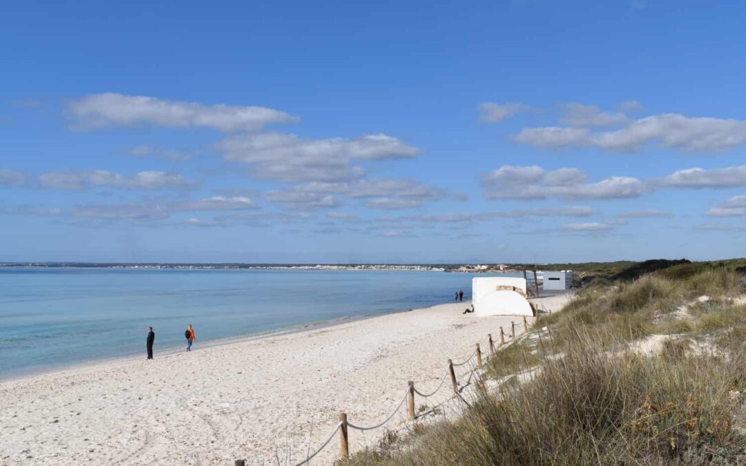 Medio Natural retira los montones de restos de posidonia acumulados de hace décadas en S’Arenal de Sa Ràpita, en el Parque Natural Marítimo-Terrestre Es Trenc – Salobrar de Campos, y los devuelve al mar