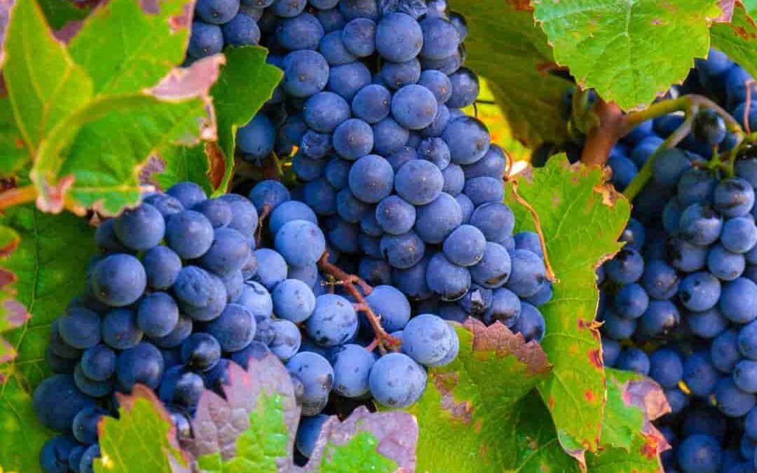 El Consell de Mallorca reconoce al viticultor como una figura esencial en la producción del vino de calidad de la isla