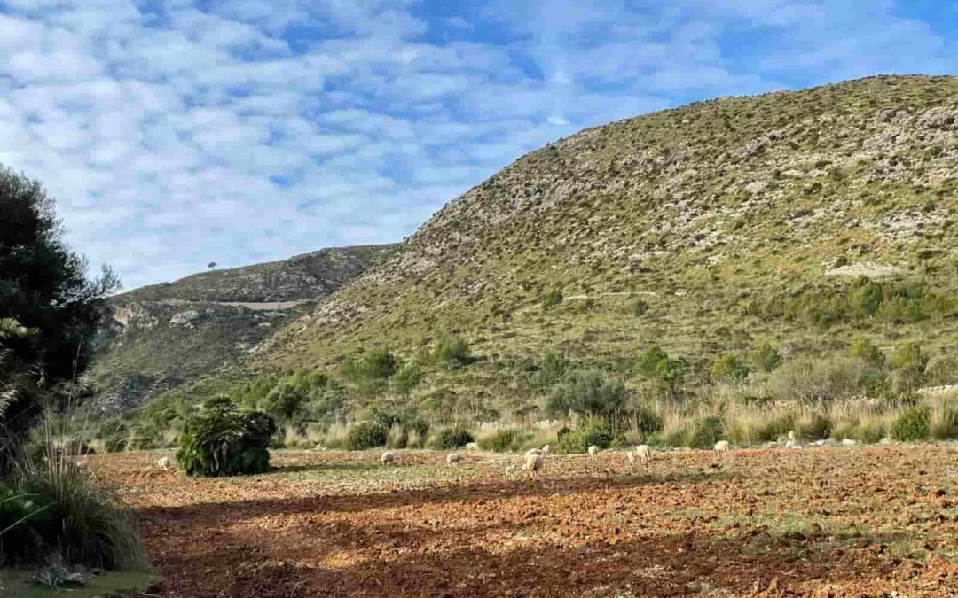 La Conselleria de Agricultura, Pesca y Medio Natural, a través del Ibanat, saca por primera vez a licitación la explotación de una finca pública para el aprovechamiento agropecuario