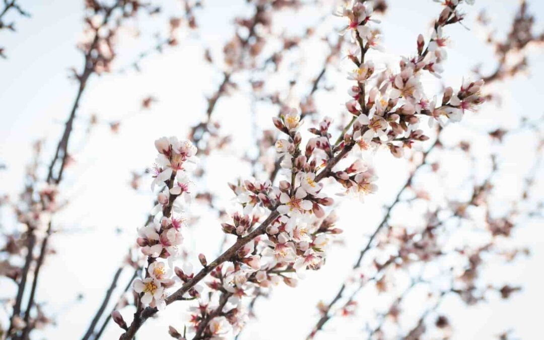 El Consell de Mallorca entrega este sábado el III Premio Flor de Almendro