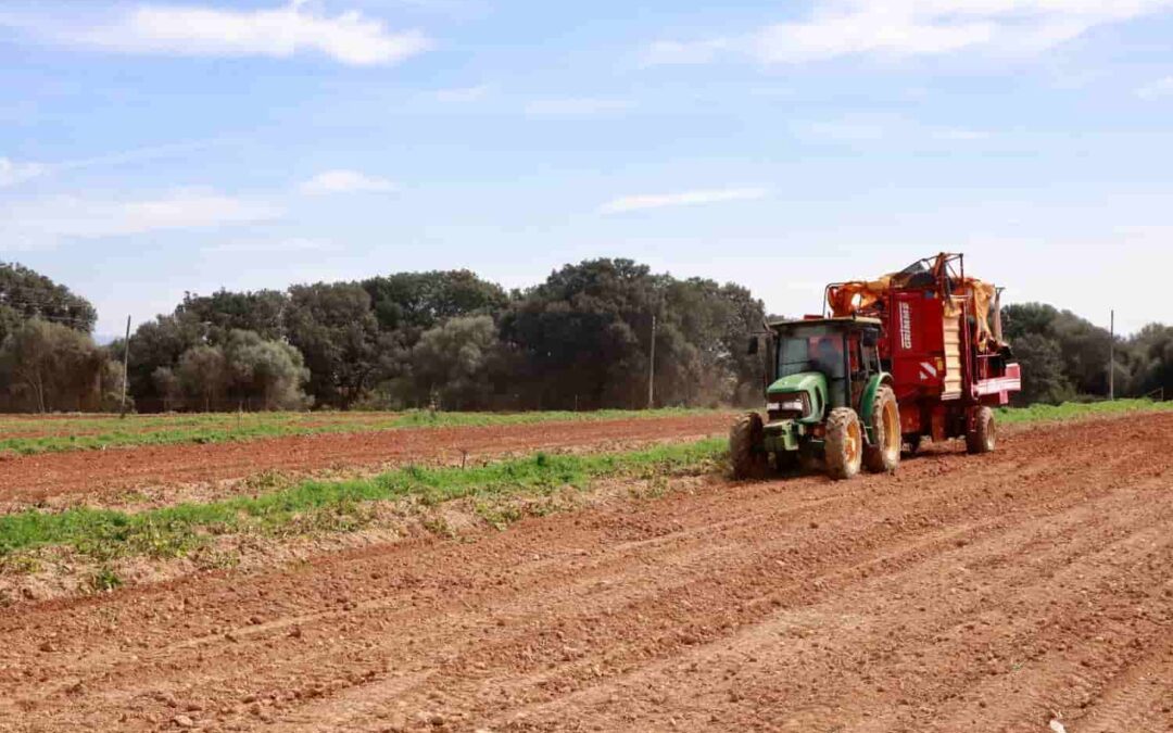 La campaña de exportación de patata extra temprana 2024 comienza el viernes 15 de marzo