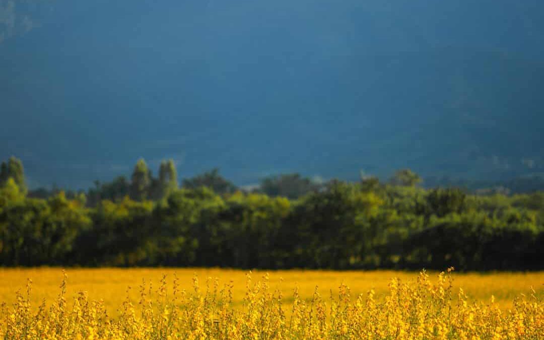 La superficie agraria para la producción ecológica creció un 10% en las Illes Balears en 2023
