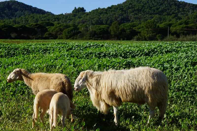 Agricultura, Pesca y Medio Natural hace un nuevo pago de las ayudas de la PAC 2023 de más de 4,2 millones de euros