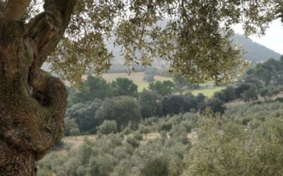 Agriculture, Fisheries and the Environment inject more than 1.5 million euros into the primary sector of the Balearic Islands
