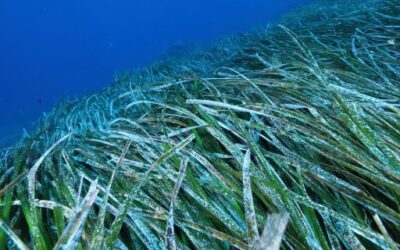 The results of the Posidonia Monitoring Network reveal an improvement in the state of the meadows in the Balearic Islands