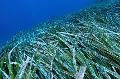 The results of the Posidonia Monitoring Network reveal an improvement in the state of the meadows in the Balearic Islands