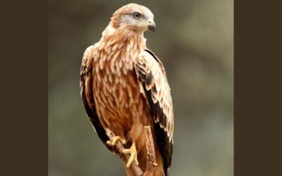 Medio Natural publishes a new issue of the collection ‘Quaderns de Natura’ dedicated to good practices in rural activities for birds of prey