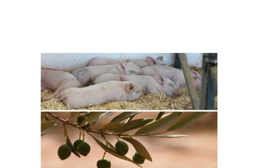 Las exportaciones agroalimentarias y pesqueras se incrementaron en 2023 un 3% y superaron por primera vez los 70.000 millones de euros