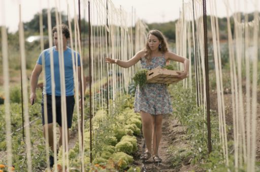Approval of the rules and the call for applications for aid to professional agricultural organisations in Menorca (OPA)