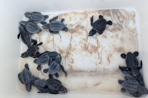 Agriculture, Fisheries and Natural Environment report the discovery of a sea turtle nest on Can Pastilla beach
