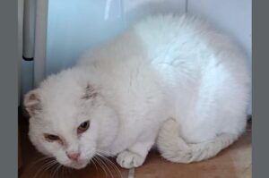 Die 1. Katze von Lloseta, ist verschwunden! 2 Die 1. Katze von Lloseta ist verschwunden 1