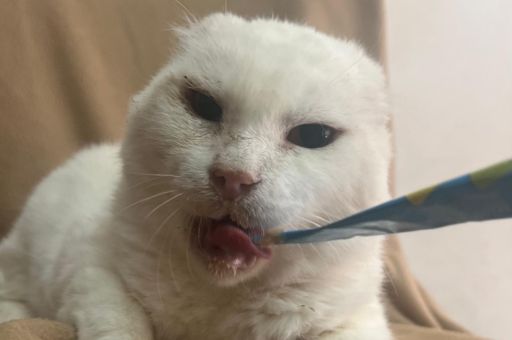 Die 1. Katze von Lloseta, ist verschwunden!