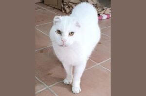 El 1er gato de Lloseta, se ha perdido 1 El 1er gato de Lloseta se ha perdido 2