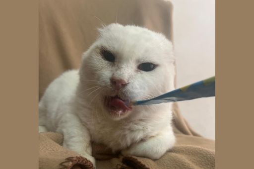 El 1er gato de Lloseta, se ha perdido
