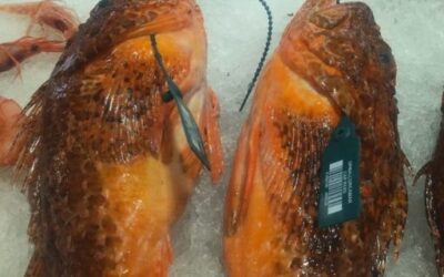 The Government fines a private individual 60,000 euros for serious infringements of fisheries management regulations