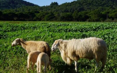 Balearic Government Gives New Economic Boost to the Primary Sector: Agriculture Pays Out €5.5 Million in Aid