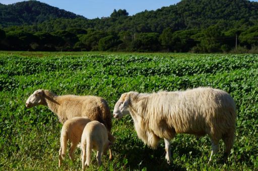 Nuevo impulso económico del Govern al sector primario de las Illes Balears: Agricultura abona 5,5 millones de euros en ayudas