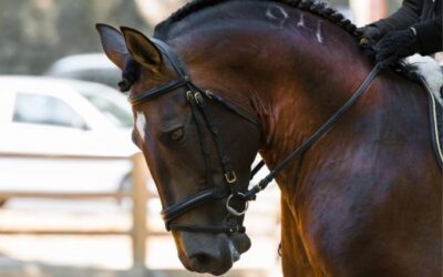 El Consell Insular de Menorca activa la venta en línea de billetes para el servicio de Bus de Nit durante la Feria del Caballo de Pura Raza Menorquina 2025