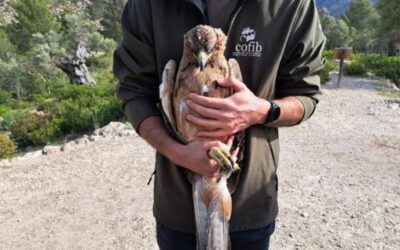 The Balearic Government Releases a Rehabilitated Bonelli’s Eagle on the Public Estate of Galatzó