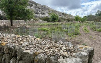 Plantan encinas de bellota dulce en la finca pública de Mortitx para conservar la diversidad genética de esta especie y dar valor a su legado natural y cultural