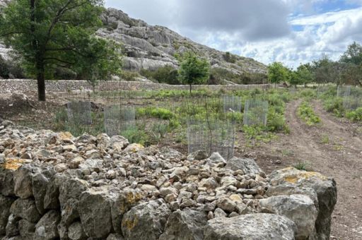 Sweet Acorn Holm Oaks Planted at Mortitx Public Estate to Preserve Genetic Diversity and Promote Its Natural and Cultural Legacy