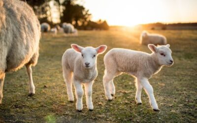 The Government Has Already Vaccinated 85% of the Livestock Population in the Balearic Islands Against Bluetongue