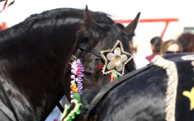 Jaleo Bus Contract Awarded for Menorca’s Local Festivities