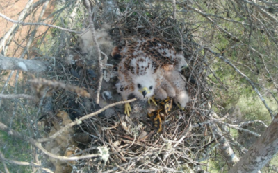 Fifteen Red Kites Transferred from Mallorca to Andalusia to Help Strengthen the Population of This Endangered Species