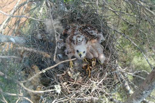 Quince milanos reales de Mallorca se trasladan a Andalucía para reforzar la población de esta especie en peligro de extinción