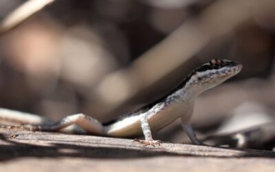 Nacen en el Zoo de Barcelona las primeras crías de lagartija pitiusa en el marco del proyecto de conservación de esta especie impulsado por el Govern