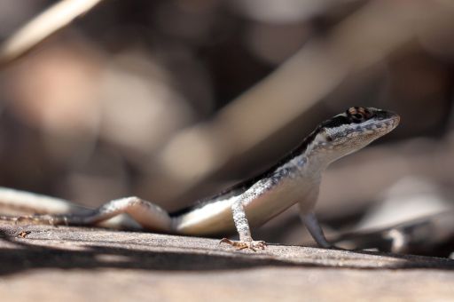 First Pitiusan Wall Lizard Hatchlings Born at Barcelona Zoo as Part of Conservation Project Led by the Balearic Government