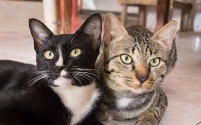 Menorca Updates Animal Shelter Fees After 19 Years to Prioritise Welfare and Responsible Adoption