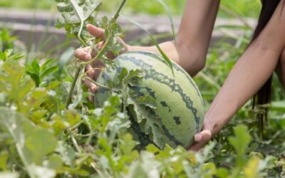 Ibiza’s Watermelon Harvest Campaign Kicks Off at Mercat Nou
