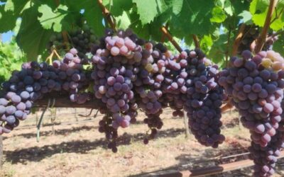 The Wine Sector of the Balearic Islands Strengthens its Outlook for Production Expansion and Investment Capacity