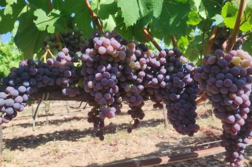 The Wine Sector of the Balearic Islands Strengthens its Outlook for Production Expansion and Investment Capacity