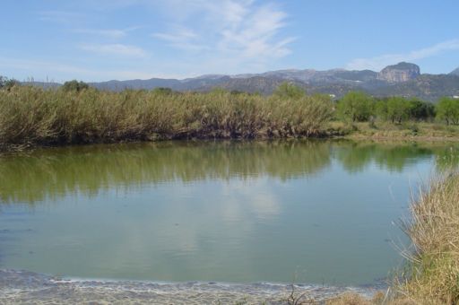 ABAQUA impulsa el proyecto para la mejora del sistema restitución del efluente de la EDAR de Binissalem a través de las lagunas de evaporación e infiltración y su biodiversidad asociada