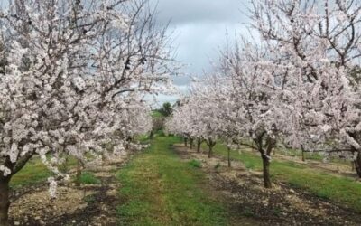 Balearic Government to invest €6 million in buying a rural estate in Mallorca for agricultural research
