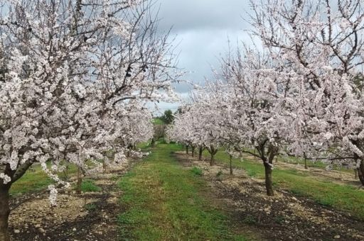 El Govern invertirá 6 millones de euros en la compra de una finca rústica en Mallorca para investigación agraria