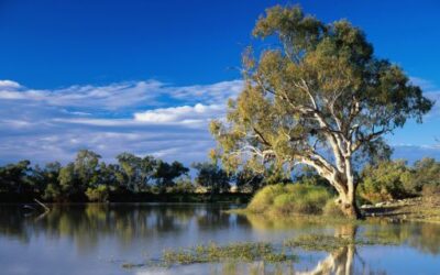 Water reserves drop to 43% in July as Es Pla enters drought alert
