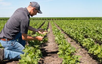 Agriculture allocates nearly €11 million from the national reserve of the CAP to 2,336 farmers and livestock breeders, 72% are young