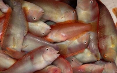 The Government Brings Forward the Start of ‘Raor’ Fishing in Mallorca and Menorca’s Inland Waters by One Day