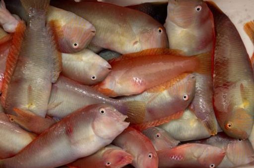 The Government Brings Forward the Start of ‘Raor’ Fishing in Mallorca and Menorca’s Inland Waters by One Day