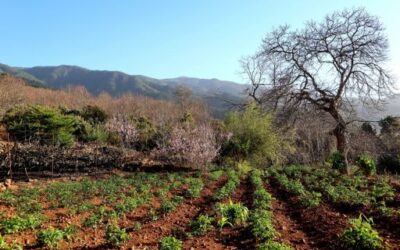Eivissa Island Council renews agreement with UCABAL to strengthen agricultural advisory services with €120,000