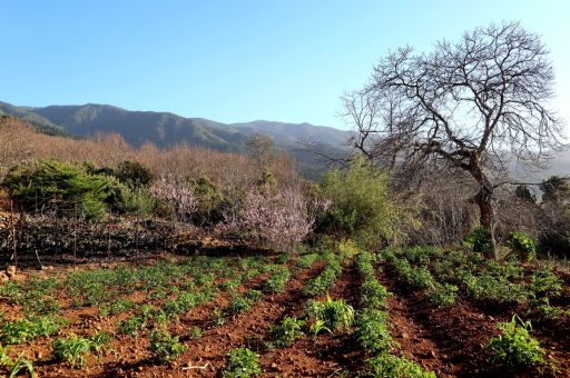 El Consell de Eivissa renueva el convenio con UCABAL para reforzar el asesoramiento agrario con 120.000 €